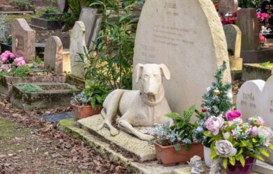 Interrogeons ensemble notre rapport aux animaux